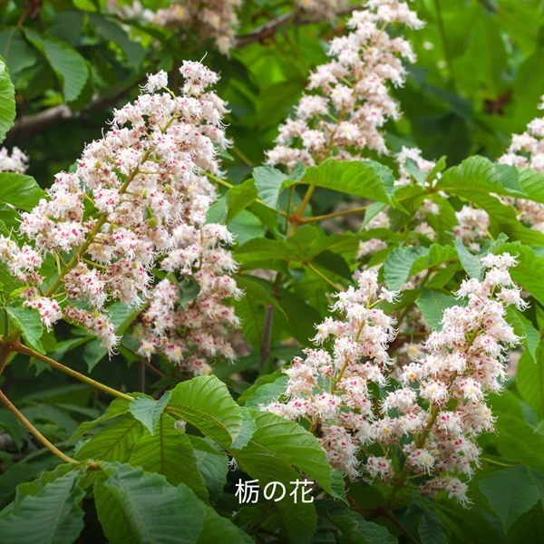 Hacci Honey Domestic Tochigi Mitsu - Image 3