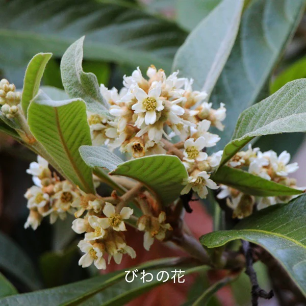 Hacci Honey Local Loquat - Image 3